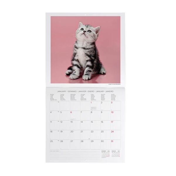 Calendario da Parete 2027 - 30 x 29 cm - Kittens