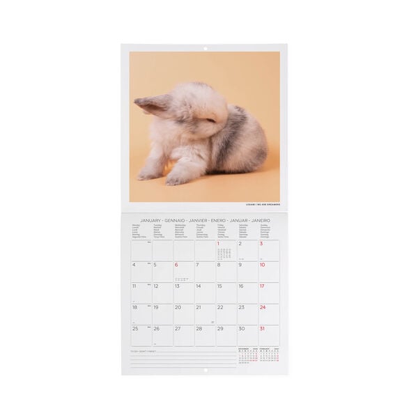 Calendario da Parete 2027 - 18 x 18 cm - Honey Bunny