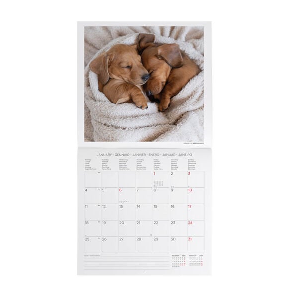 Calendario da Parete 2027 - 30 x 29 cm - Puppies
