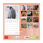 Wall Calendar 2023 - 18 x 18 Cm, , zoo