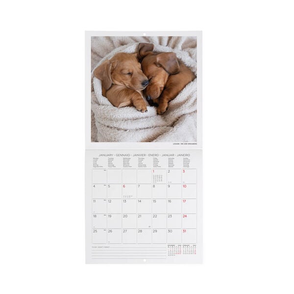 Calendario da Parete 2027 - 18 x 18 cm - Puppies
