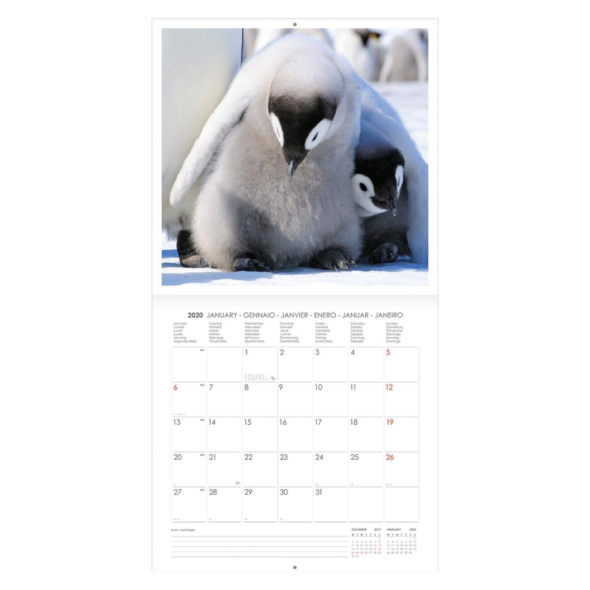 Calendario da Parete 2020 - 30X29 Cm, , zoo