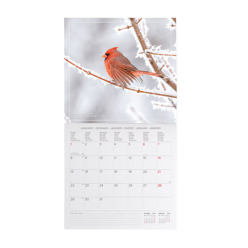 Calendario de Pared 2024 - 30 x 29 cm, , zoo