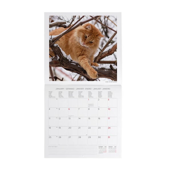 Calendario da Parete 2027 - 30 x 29 cm - Cats