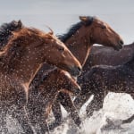 WILD HORSES