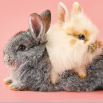 HONEY BUNNY
