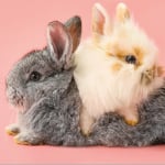 HONEY BUNNY