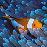 UNDER THE SEA