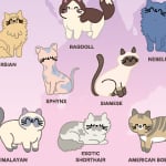 KITTY WORLD