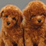 PUPPIES
