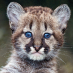 BABY ANIMALS