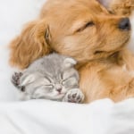 BEST FRIENDS