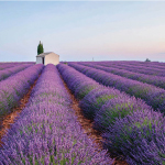 PROVENCE